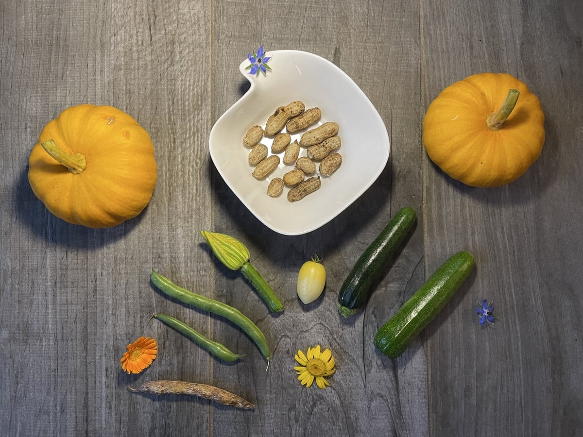 🥜 Erdnüsse: aus 2 mach 14 (bzw. wahrscheinlich 18 🤭), dazu die letzten „Zucchinili“, zwei _Jack be little_, eine Toma…