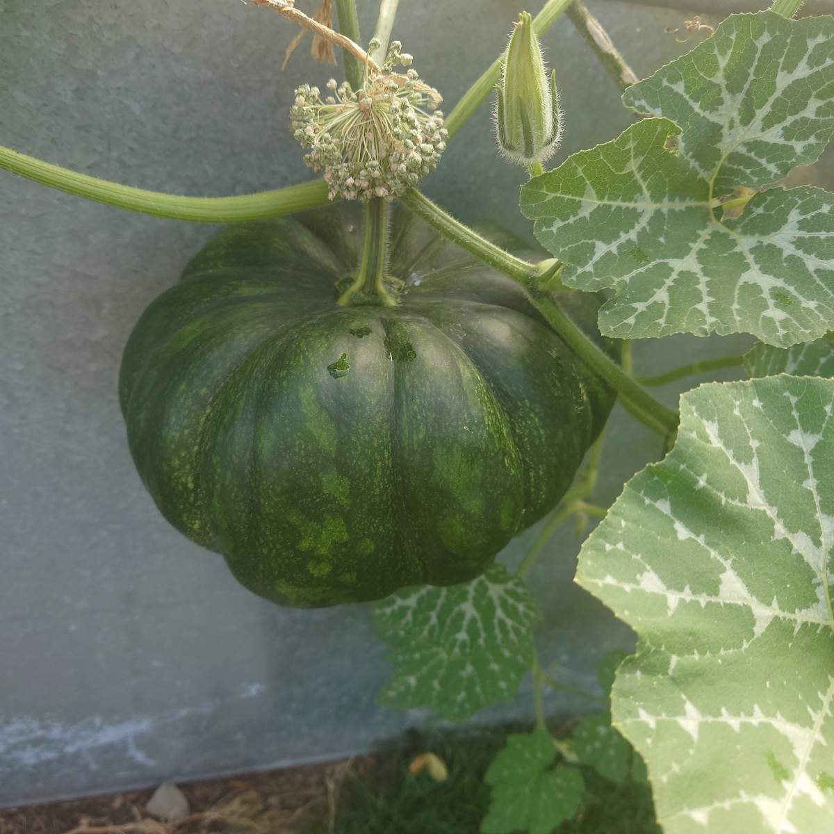 Zurück aus dem Urlaub und ab ins Schlaraffenland 🥰... Die Tomaten im Gewächshaus wachsen enorm unterschiedlich: Marman…