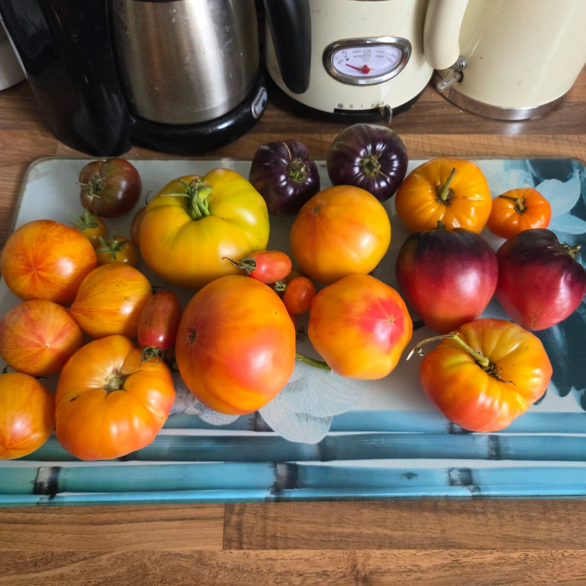 Tomaten in Hülle und Fülle 🥰 und dann schon mal Salbei geerntet 🤭 aus aktuellem Anlass mit Rotz und Röchel 😅