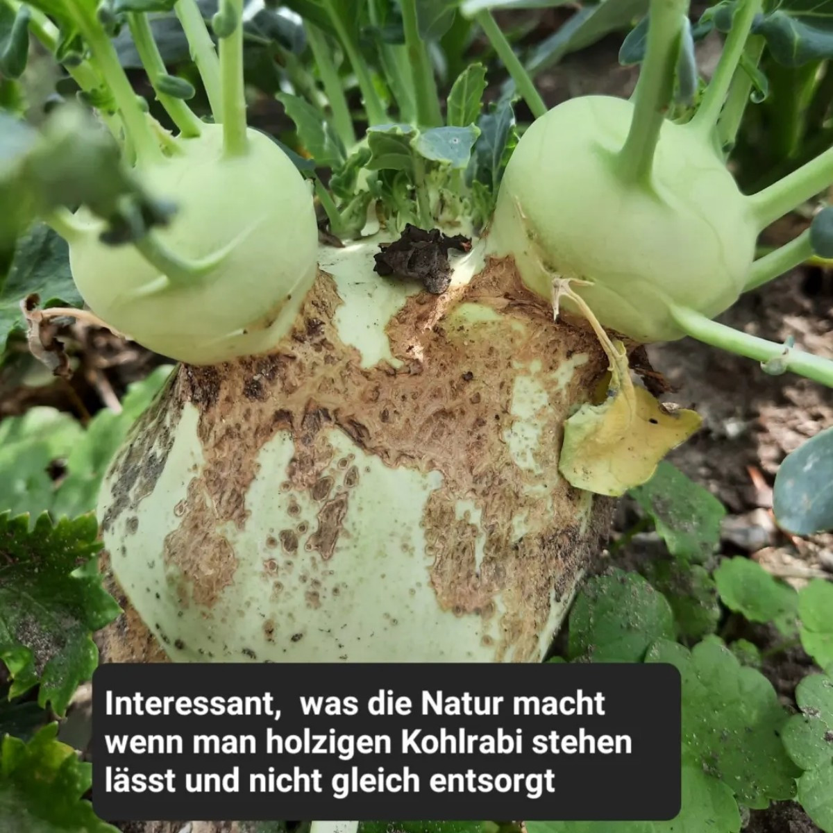 Das ist ein altes Foto von meinem vergessenen, holzigen Kohlrabi. Die jungen oben waren wieder schön zart😊
