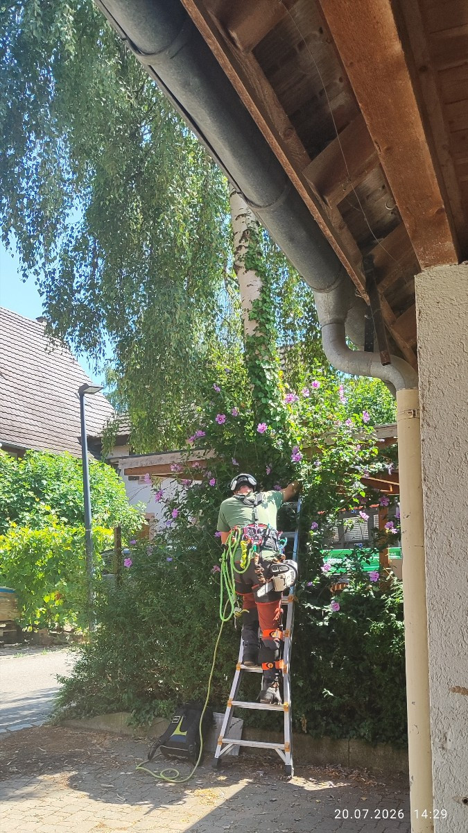..."Mein Freund, der Baum ist tot" 🥺 sang dereinst Alexandra...
... er starb zwar nicht im frühen Morgenrot, nein, es …