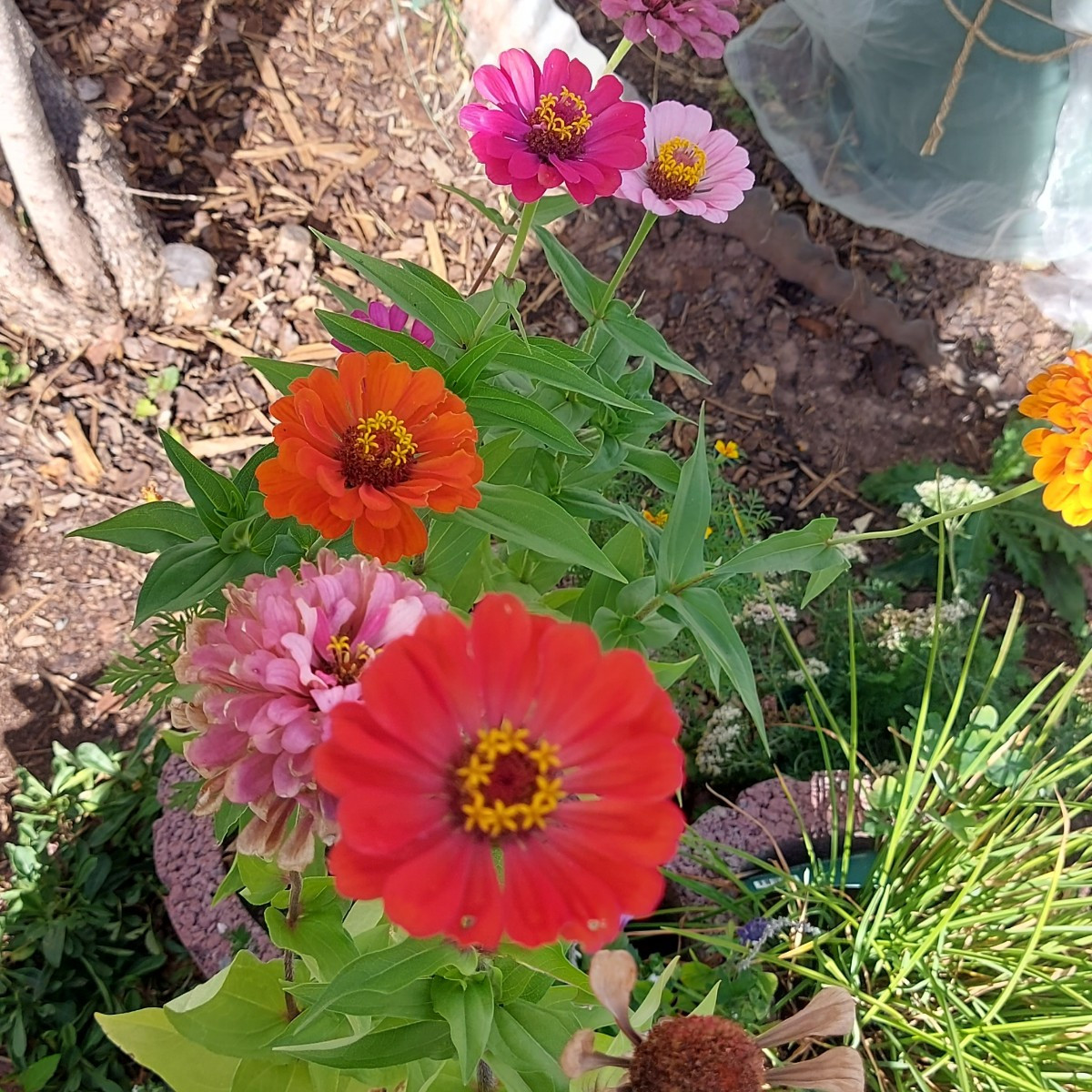 Hallo ihr lieben, 
Mal ein paar impressionen aus meinem Garten.  Alle Blumen und Pflanzen sind selber gezogen. Die Blum…