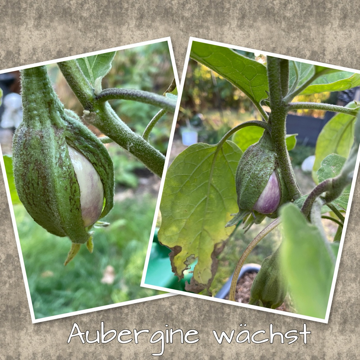 Eine Tomate wächst über Kopf, eine andere zeigt mit ’ne lange Nase 🤥 

Und die Auberginen 🍆 wachsen endlich 🤗
