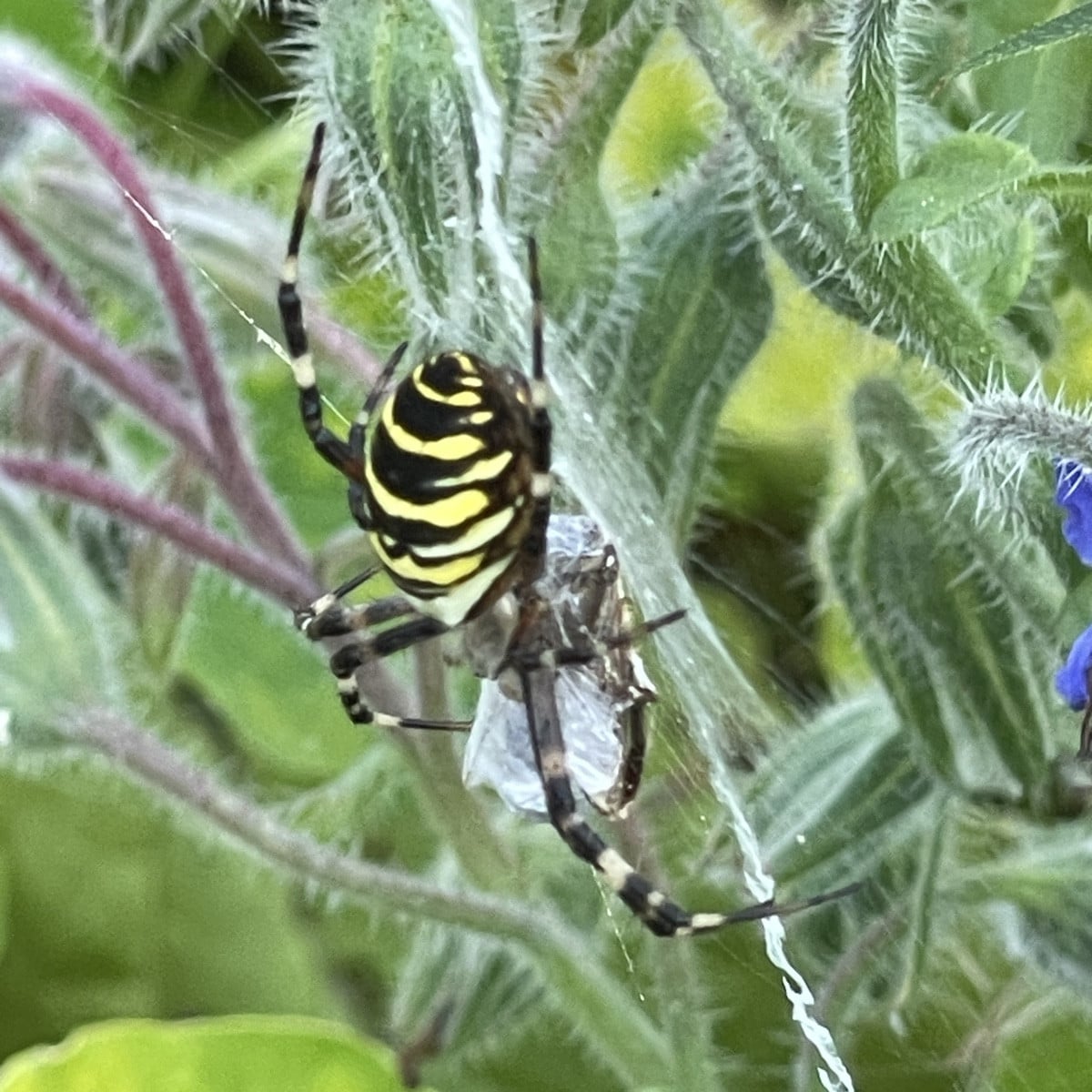Wieder einen kleinen Besucher 🐝🕷️im Komposter entdeckt… beim Dinner… es gab wohl Honigbiene 🫣… für uns gab es Zucchin…