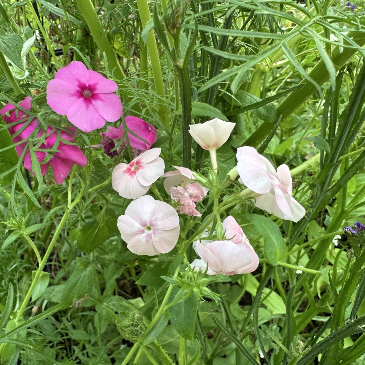 Phlox