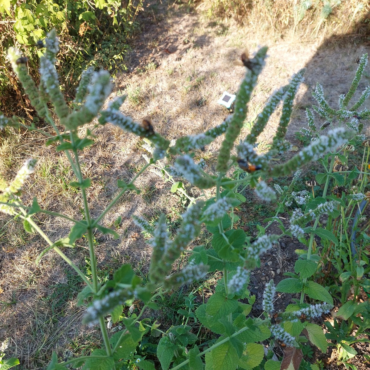 Gestern wieder spannende Tiere entdeckt.
An der Apfelminze hat es nur so gewimmelt von Fliegen. Schillernd grüne und di…