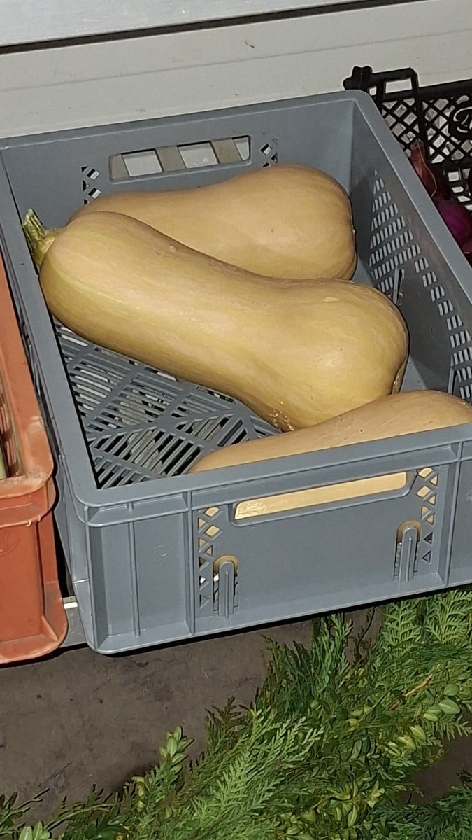 Am Dienstag und Mittwoch haben wir wieder gemüse für den Verkaufsstand und für Edeka geerntet. Auch ist hier wieder vie…