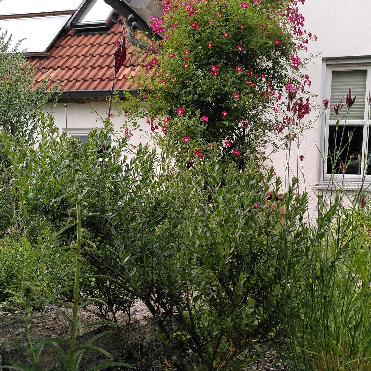 Dieser Sommer ist aber wirklich extrem, da haben es alle neuen Pflanzen schwer, durchzuhalten. Du solltest langfristig …