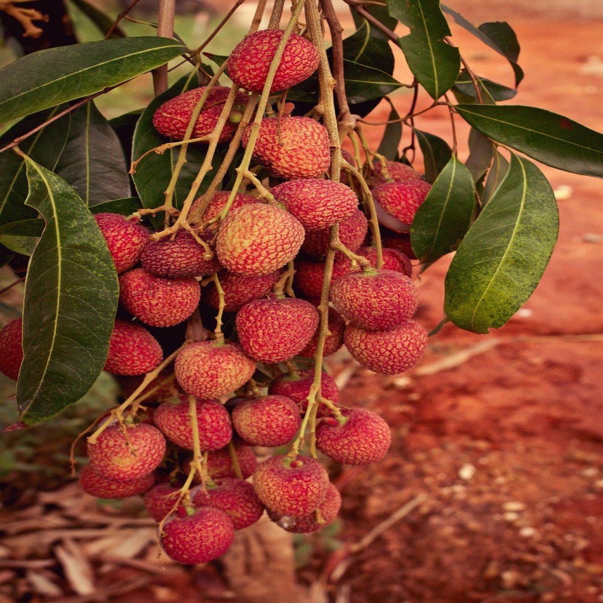 Lychee