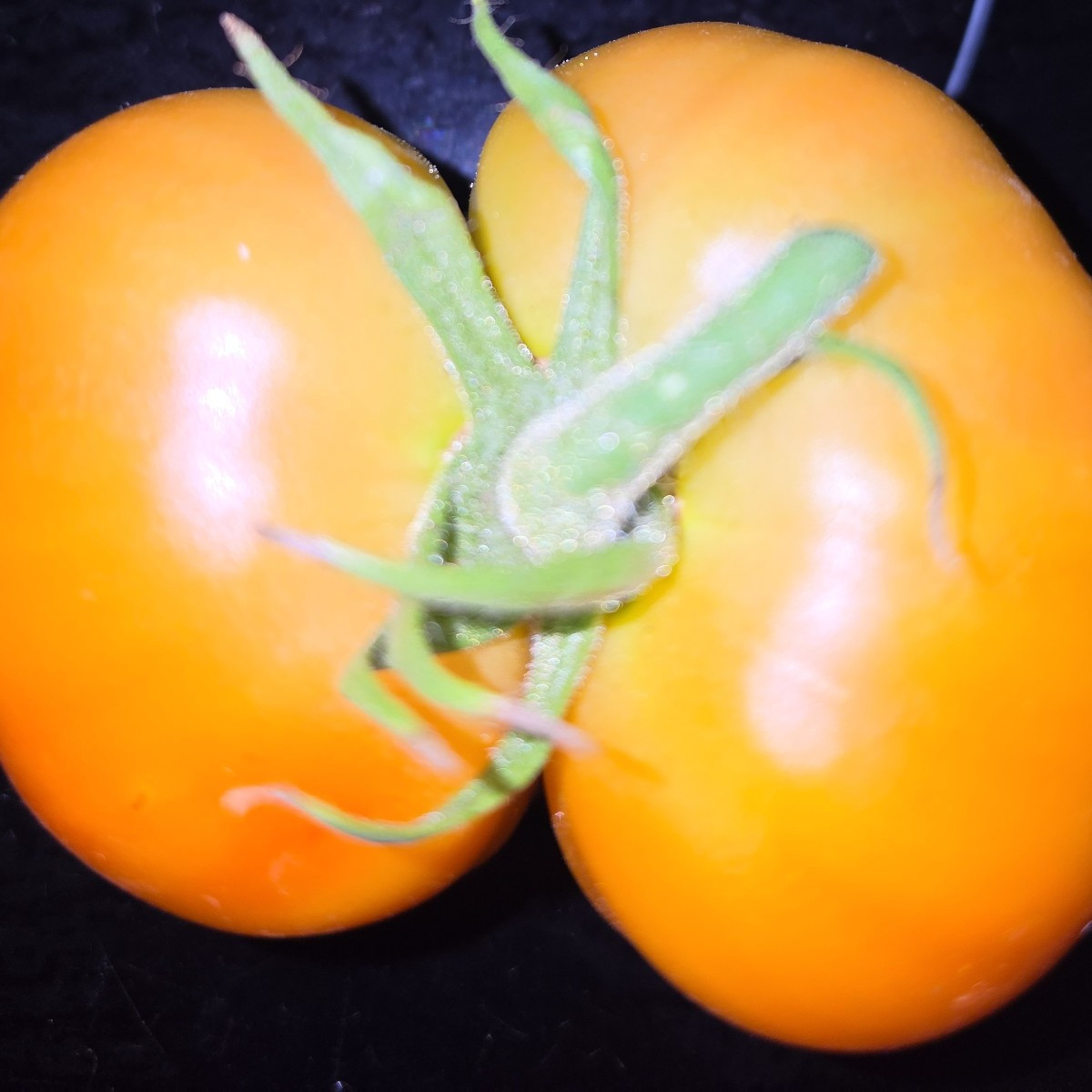 Siamesische Zwillinge Tomaten😃