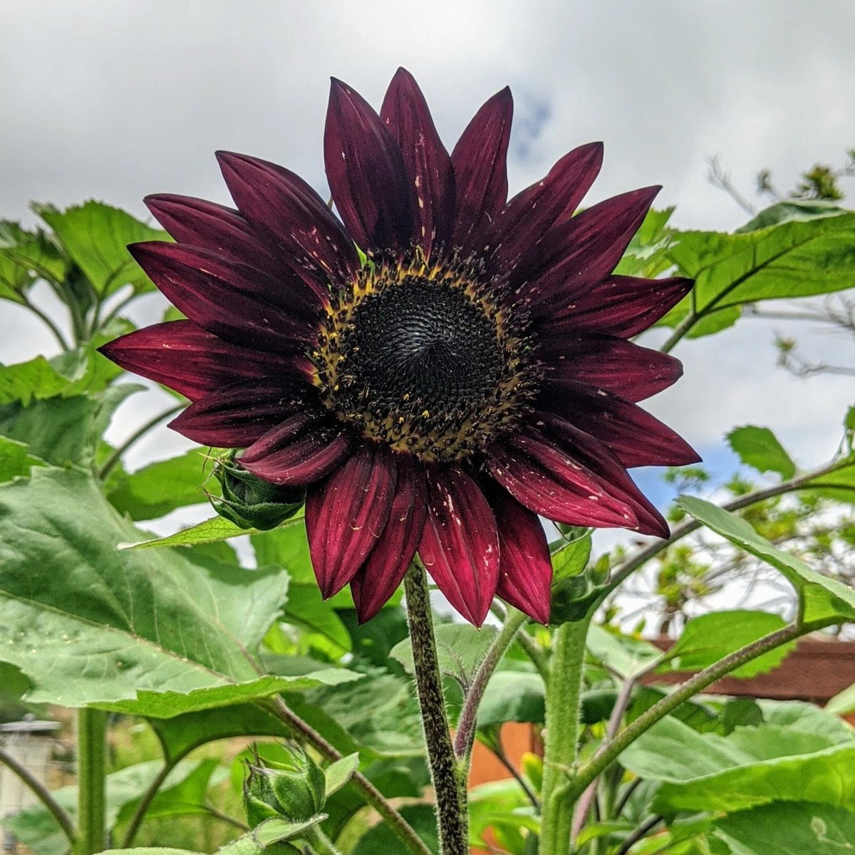 Velvet Queen