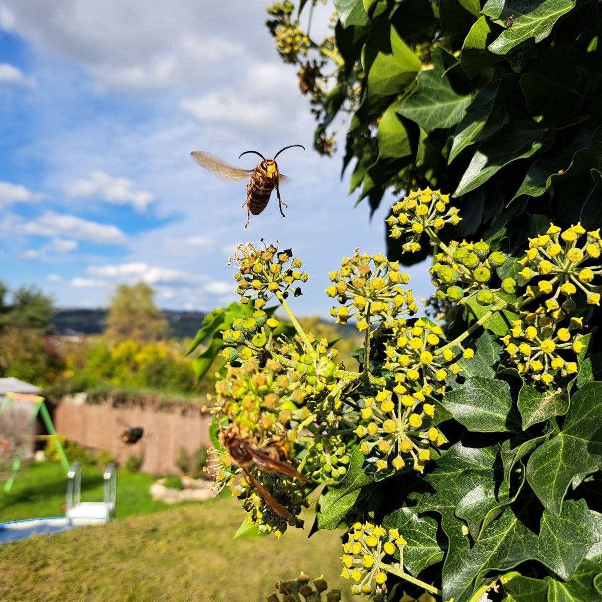 Heute ist mir das beste Insekten Foto gelungen in dieser Saison wahrscheinlich. 😍

Vor einpaar Wochen habe ich die neu…