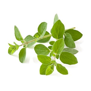 Oregano
