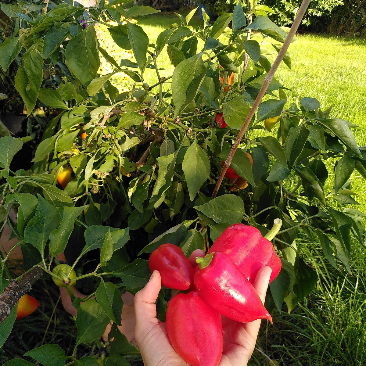 Ich möchte auch meine Erfahrungen mit euch teilen. Die Tomatenernte ist auch hier sehr durchwachsen. Aber richtig ertra…