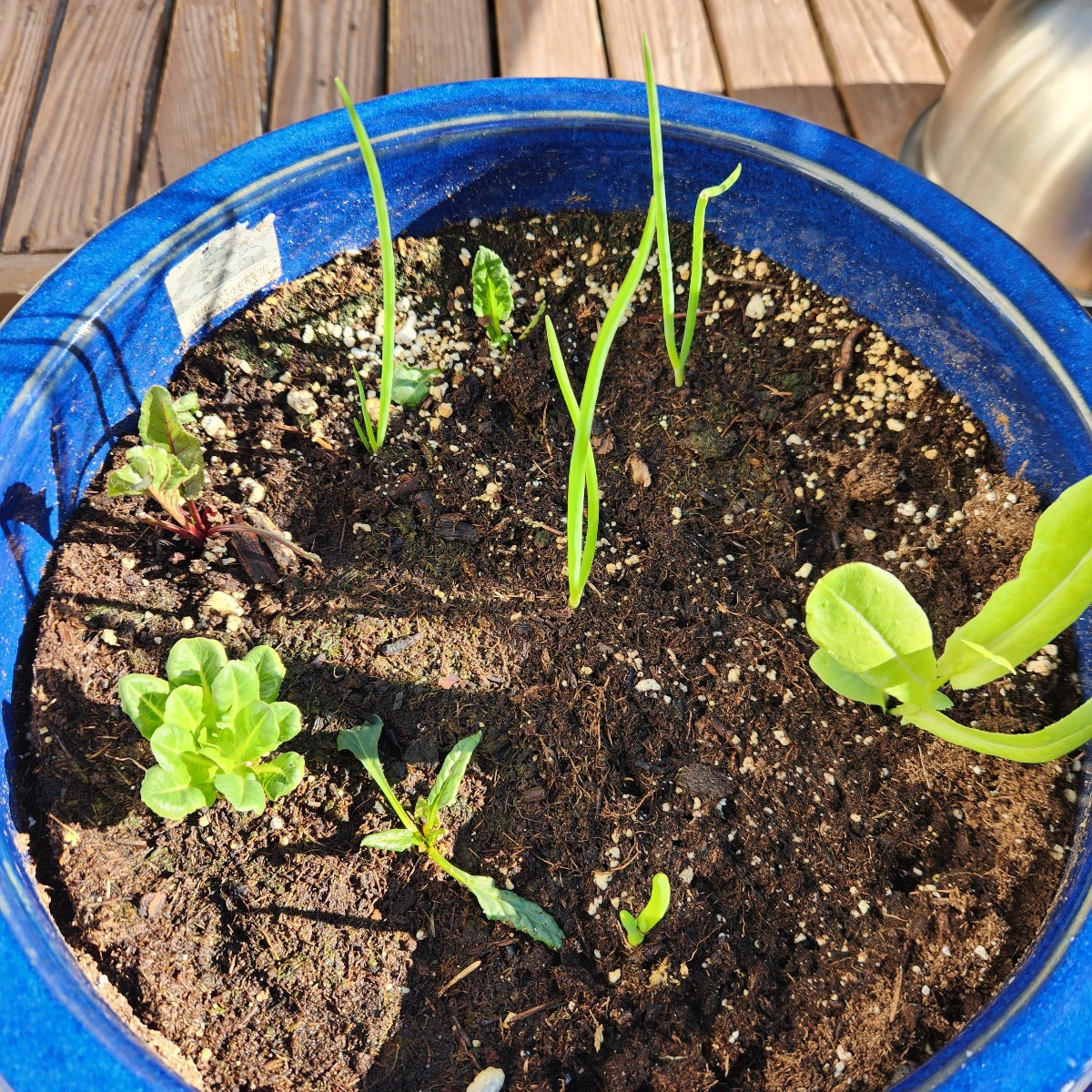 Guten Morgen, liebe Gartenfreunde! 

Ich ernte jeden Tag ein bisschen was. Ich LIEBE die Zitronenkürbisse. Sie schmecke…