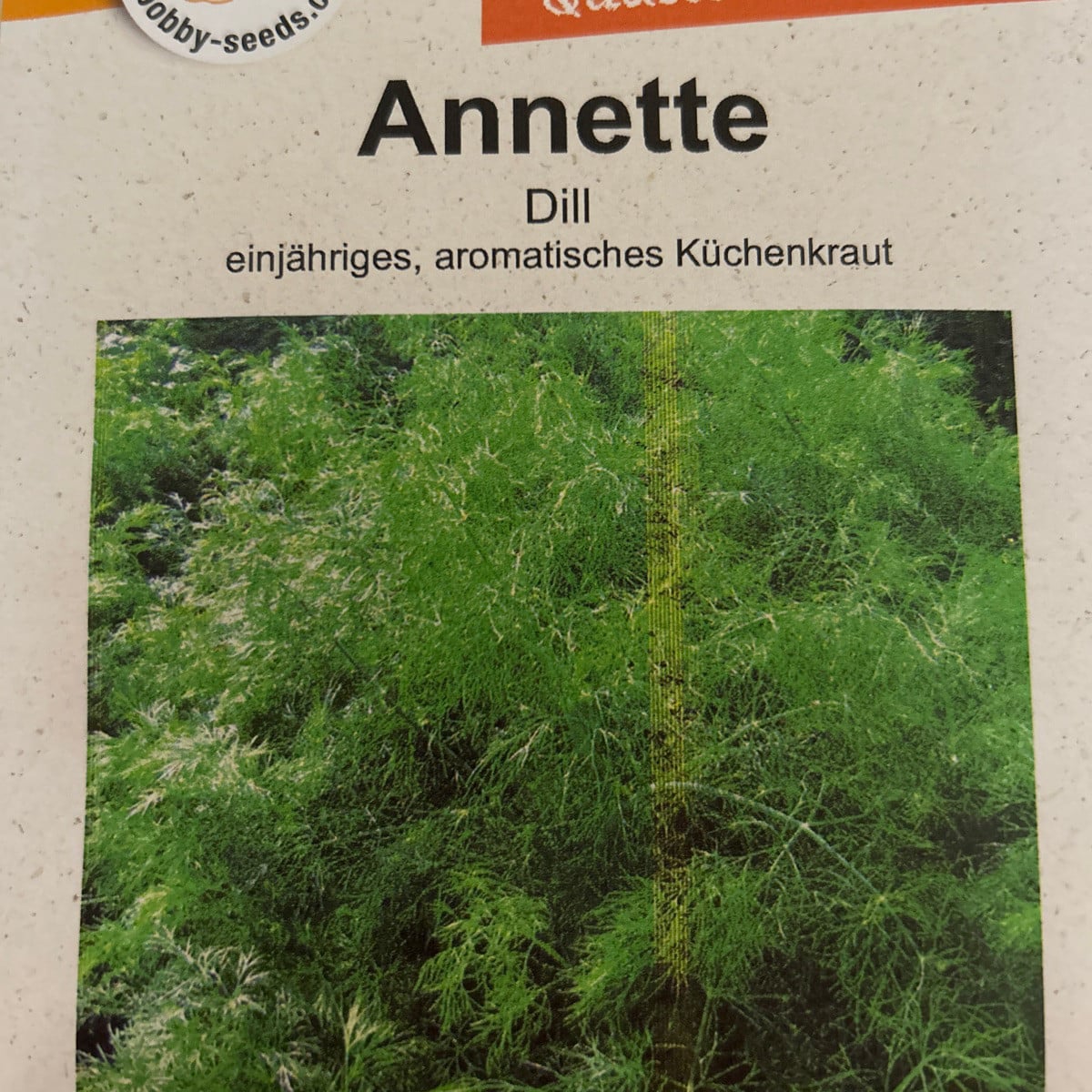 Dill: Anbauen, ernten & gute Nachbarn