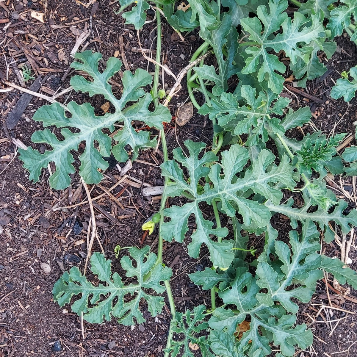 Heute die erste große Ernte reingeholt. Meine ersten Zucchini dieses Jahr 🥰
Einige Gurken hatten wir schon, sowie eine…