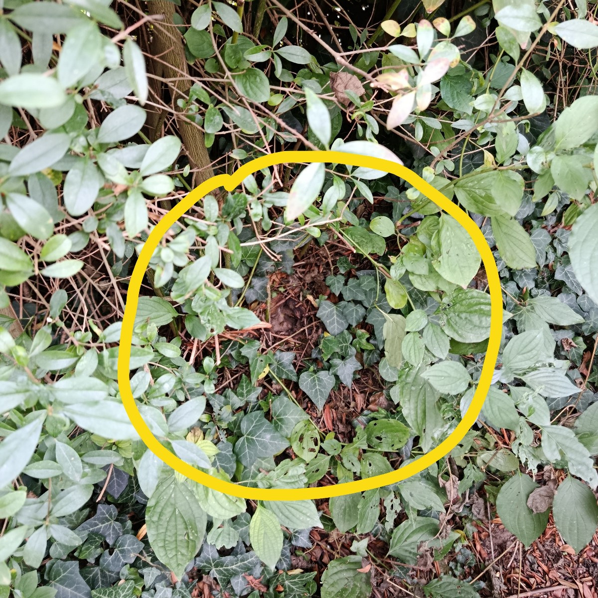 Hochbeet 1: Wirsing, Mangold, Feldsalat; Hochbeet 2: Süsskartoffeln, später dann vorgezogener Feldsalat.
Ein letztes Bi…