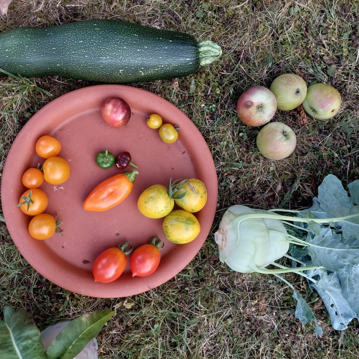 Komposition in Orange. 

Trotz gartensteppe gabs dank bewässertem Gemüse Ernte. Eine Zucchini ist da schon an den nette…