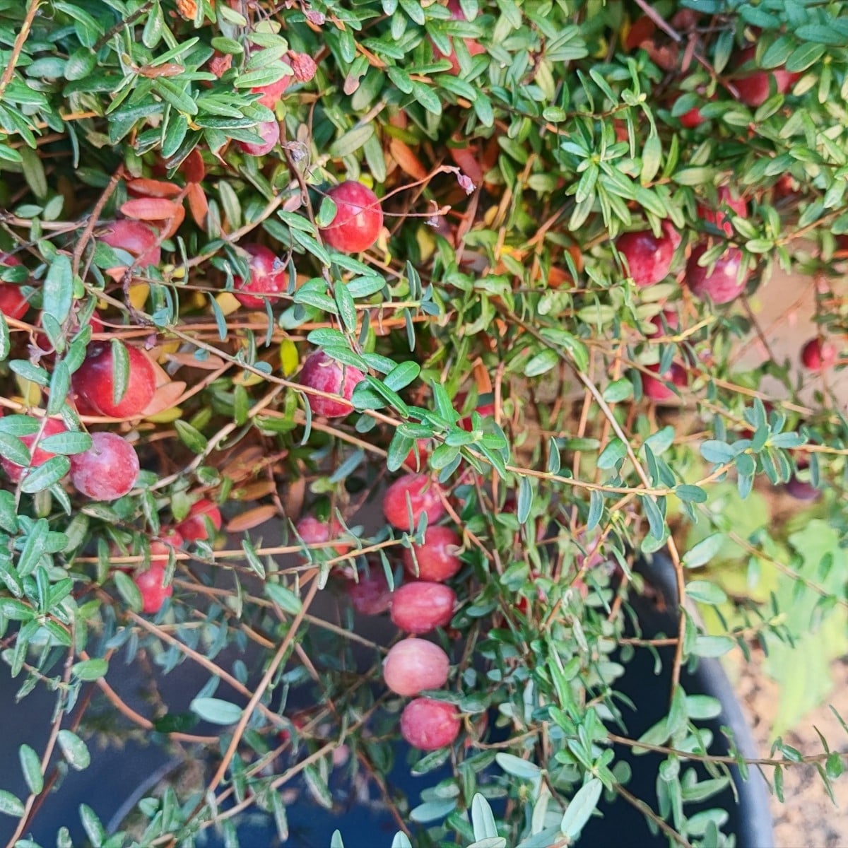 ...Cranberries als Bodendecker zu den Heidelbeeren im Kübel zu pflanzen, sei gut, heißt es🤷 
in einem Kübel wuchern di…