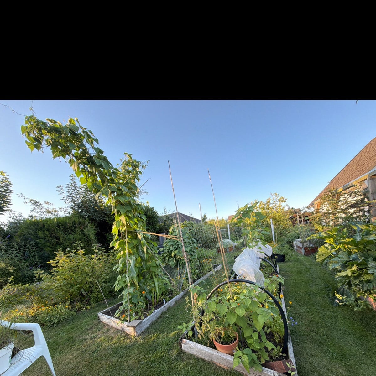 Auch die zweite Bohne ist nun zusammen gebrochen… ohne das Kompostgitter wären die Zucchini und Physalis dahinter defin…