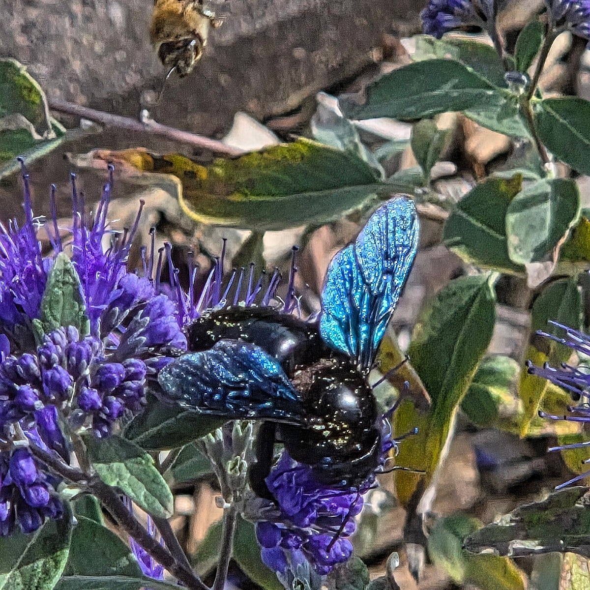 Dieses Jahr sind extrem viele Holzbienen bei mir unterwegs 🥰

Ansonsten hab ich noch einen Bovist geerntet und die Zit…