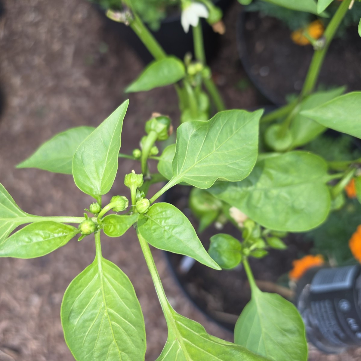 Ich möchte gerne Anweisungen ob ich welche Paprika(Blüten) die dicht an einander wachsen abschneiden soll? Sehe die Bil…