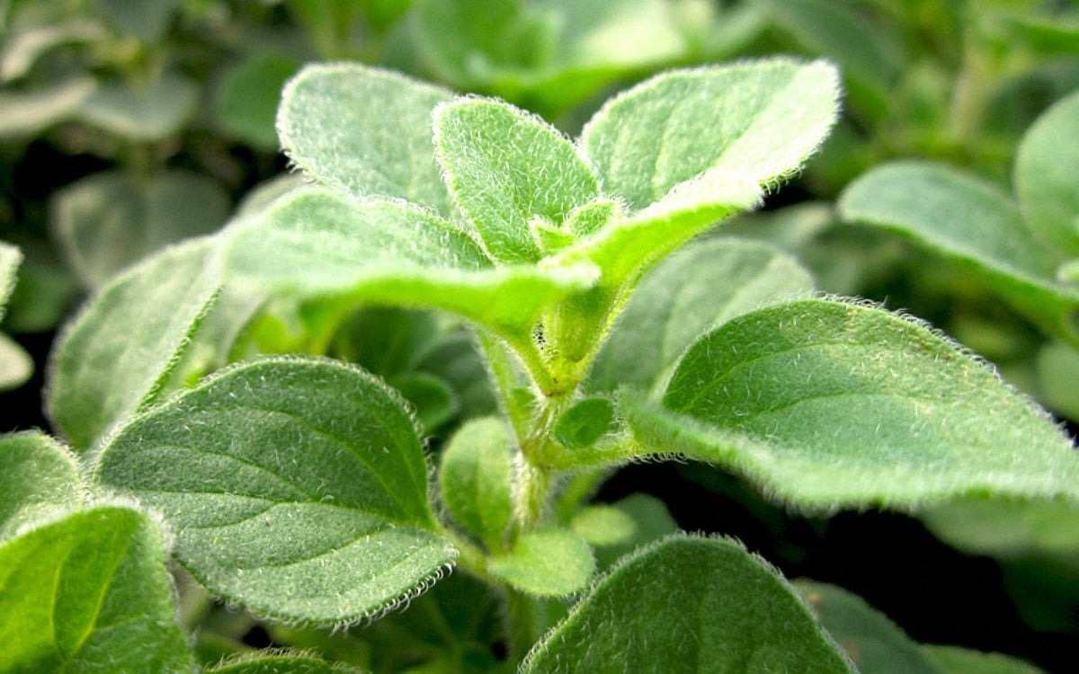 Oregano Gute Nachbarn