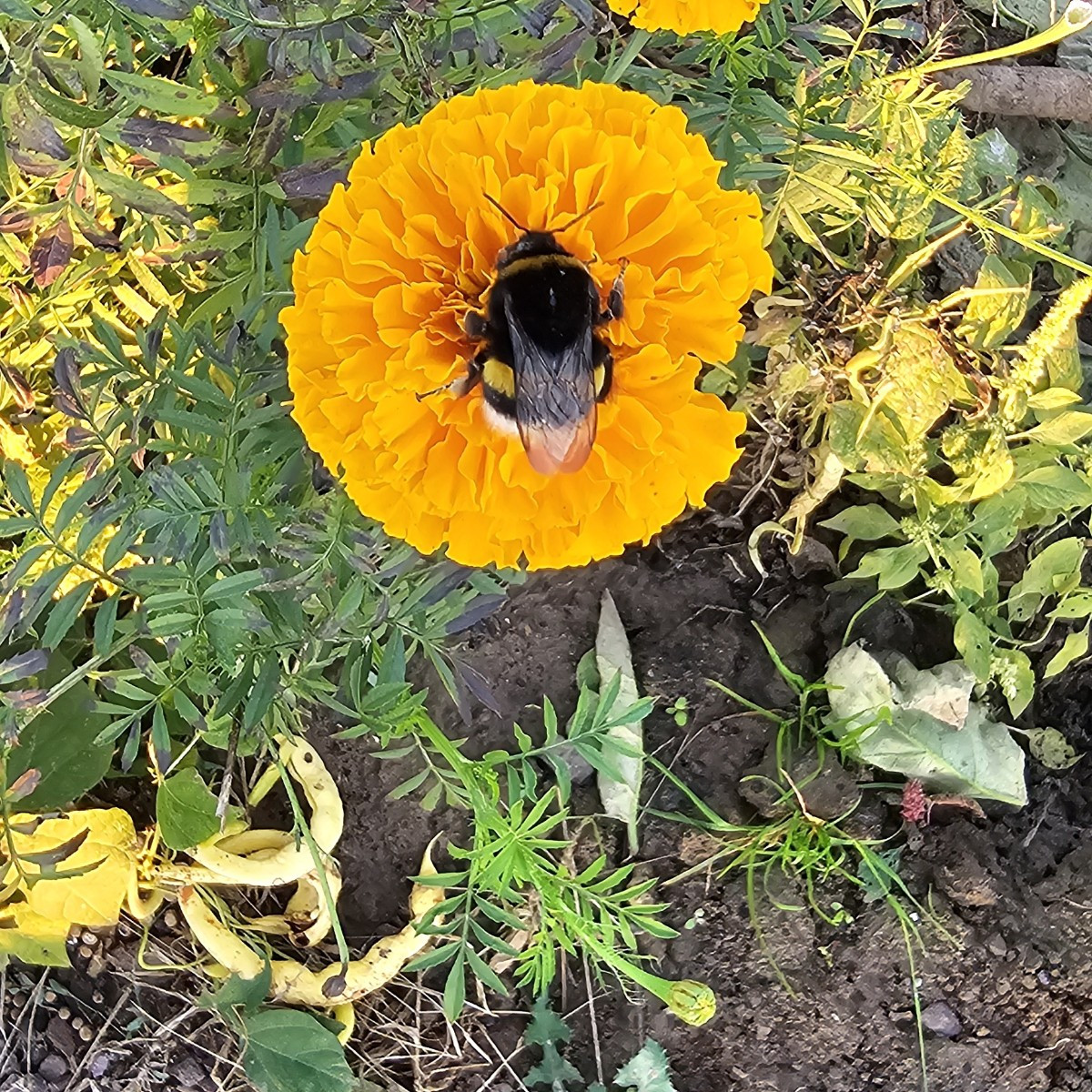 Gestern habe ich diese Berta gefunden. Bisher der größte der Hummel-Familie. Die steckte fest in der vertrockneten Aube…