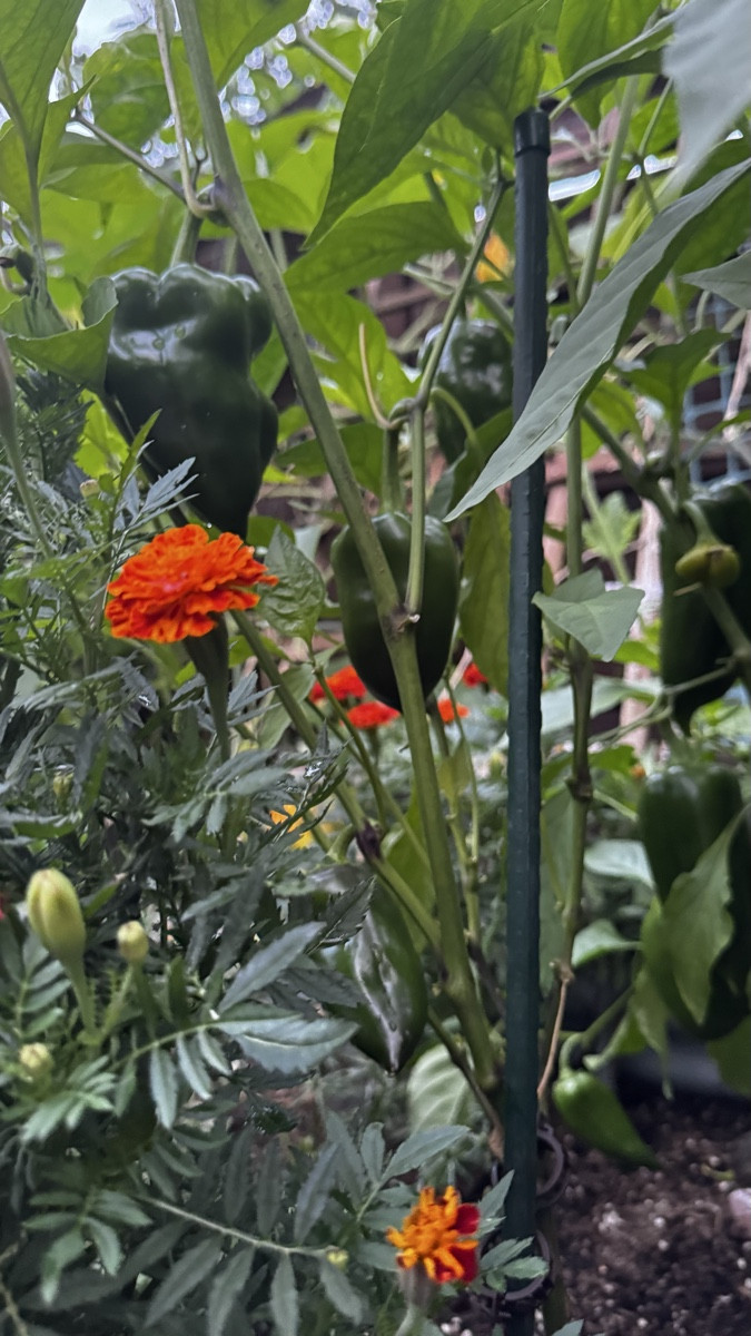 💚🌼💚