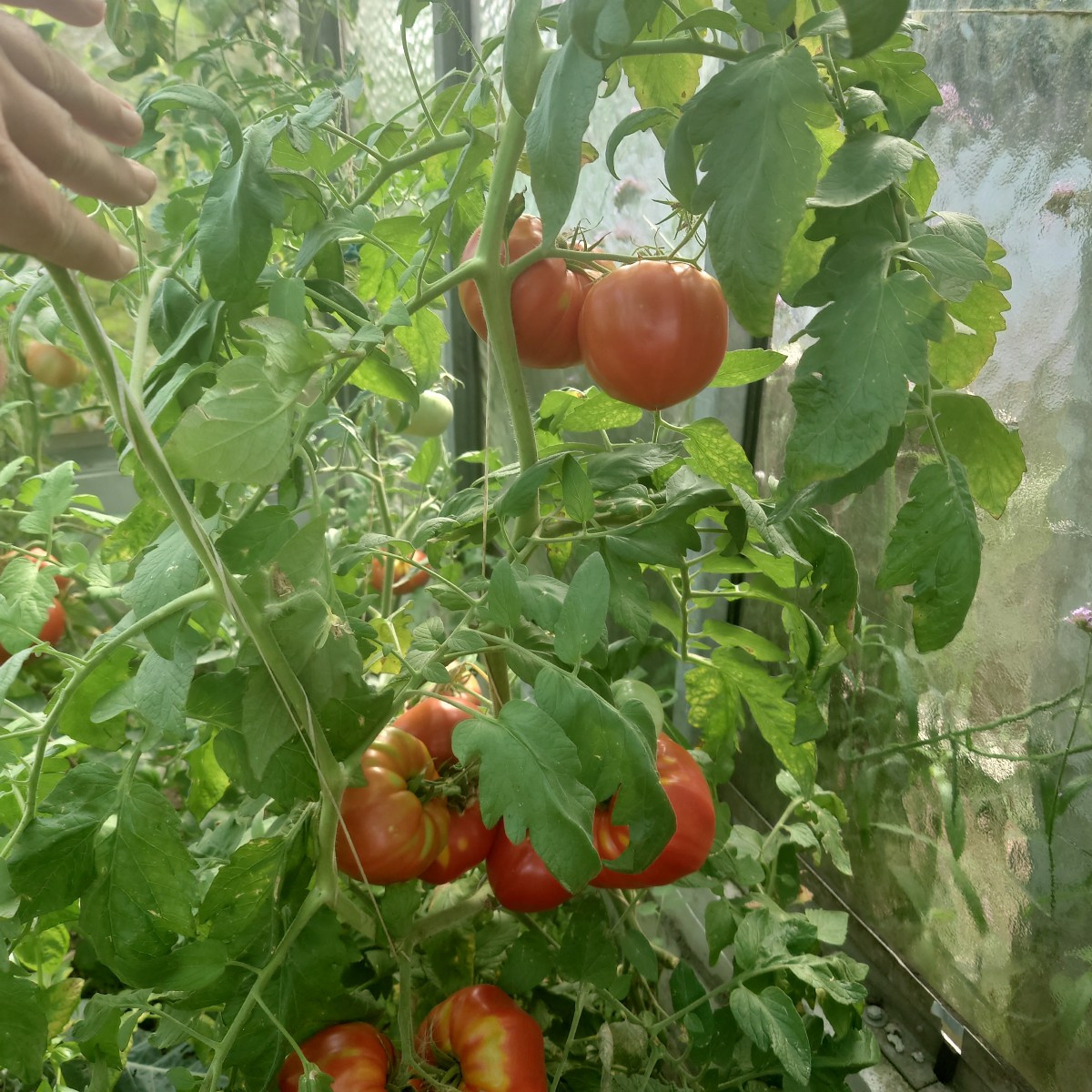 Zurück aus dem Urlaub und ab ins Schlaraffenland 🥰... Die Tomaten im Gewächshaus wachsen enorm unterschiedlich: Marman…