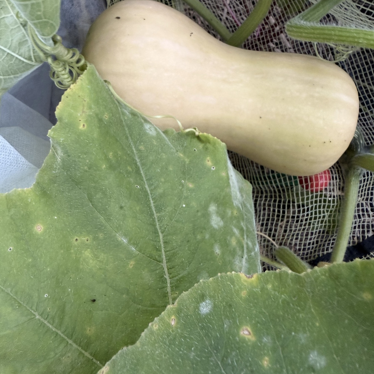 Die traurigen Tomaten, eine 80cm Zucchini für Saatgut, 🙏 
Kürbis, Apfel und Erdbeere 