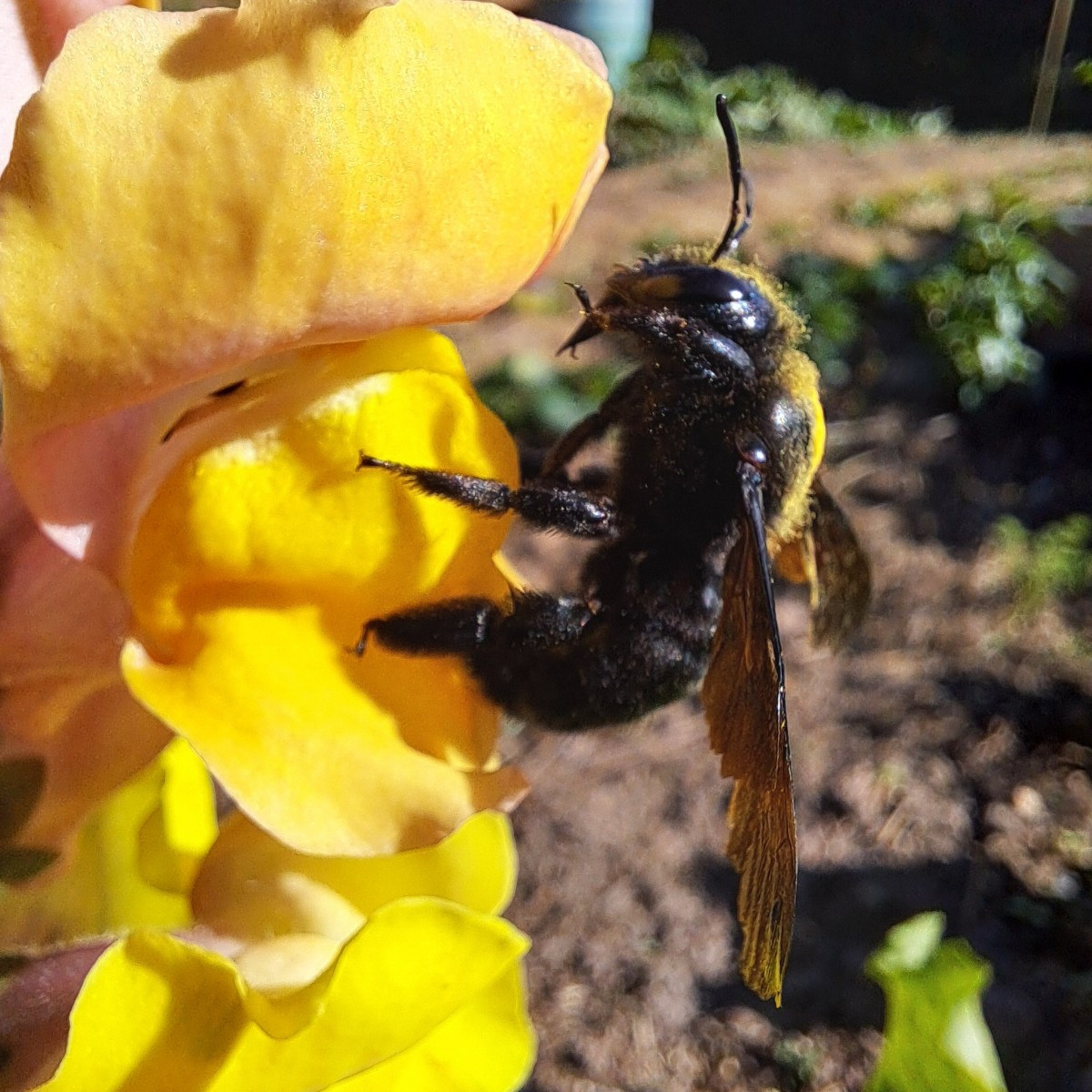Tolle Fotos 🐝🥰 wir haben heute auch Besuch von einer Blauschwarze Holzbiene gehabt. Sie sieht eher wie eine Hummel au…