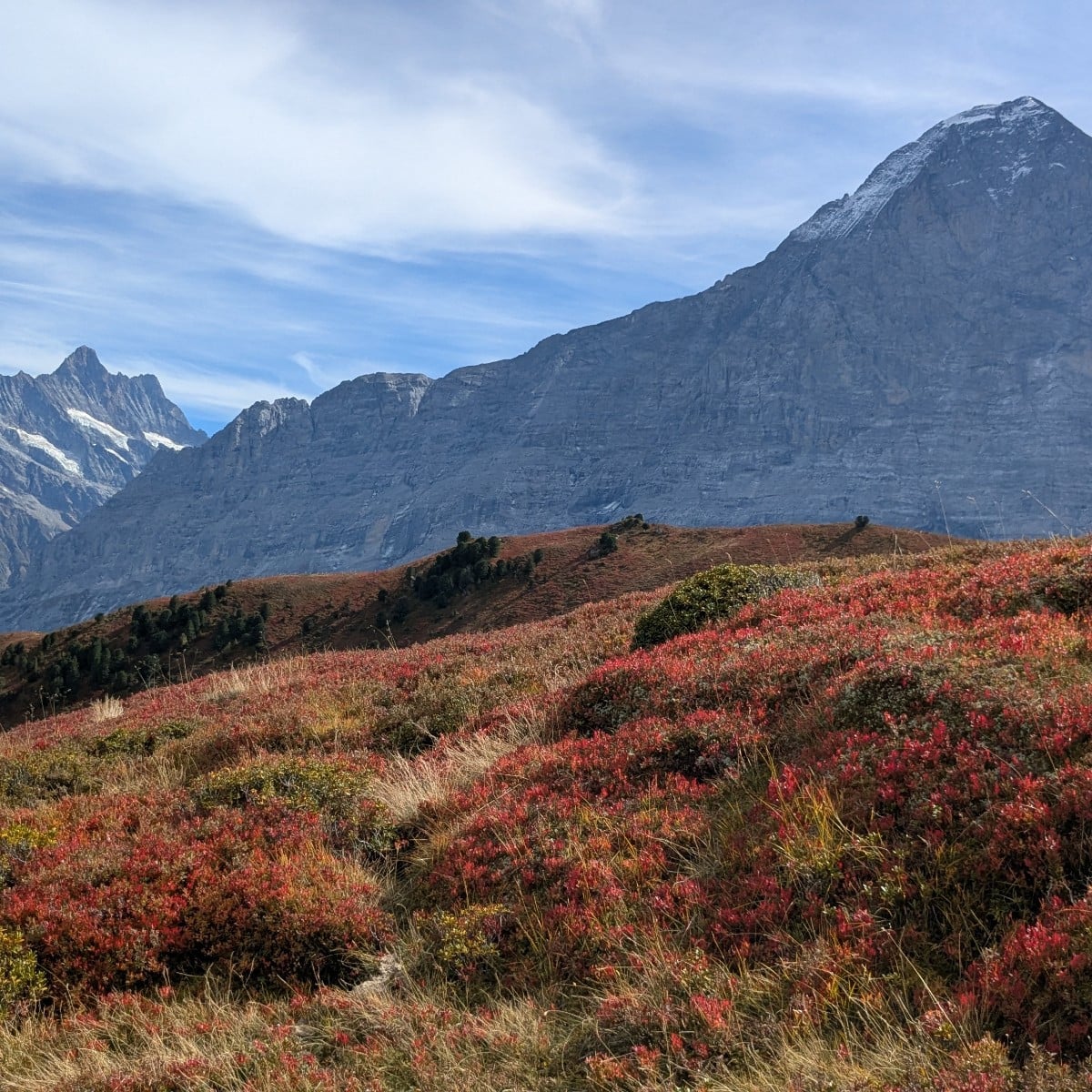 Die Heidel- und Preiselbeeren im schönsten Herbstkleid am Fusse des Eigers! 