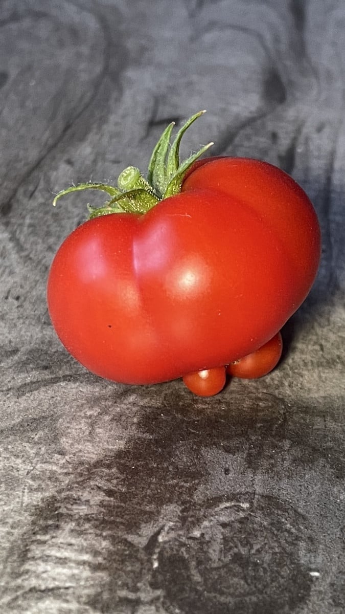 Bei dem Schnuddelwetter kurzes Fotoshooting mit dem heutigen Erntestar: 🍅 @marglobe-185982 

Zum ersten Mal im Program…