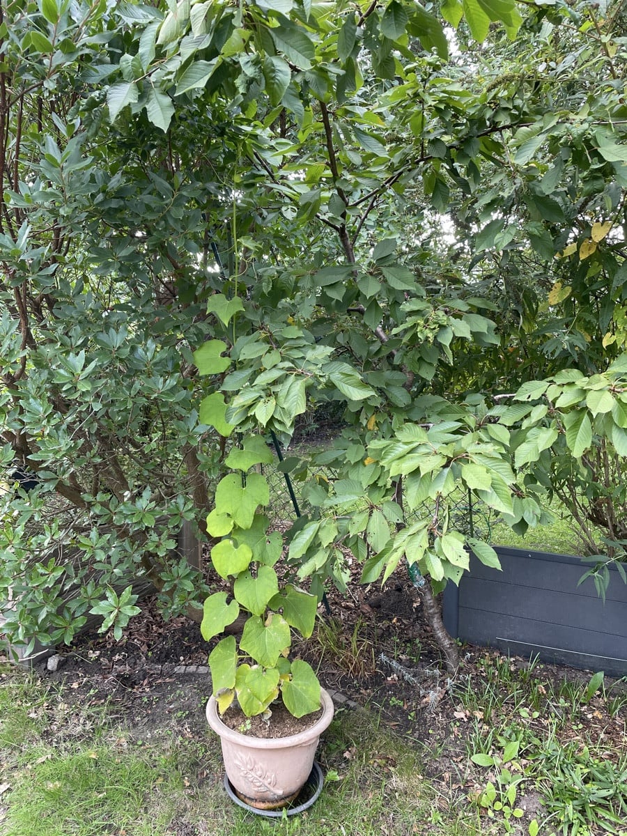 #chayote 

Nach dem erfolgreichen Umzug aus dem Gartenbeet in einen Kübel 🪣 und nun stehend unter Erdbeer- und Kirschb…