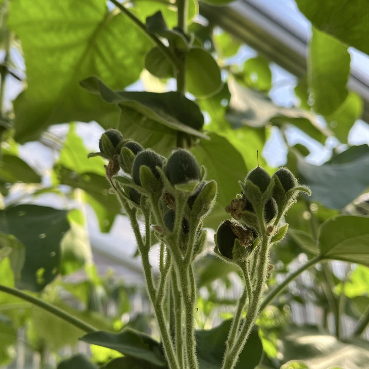 Wirklich ein aussergewöhnlicher Sommer und Herbst! Anfang Oktober und die Tomaten sind noch immer am Wachsen der brasil…