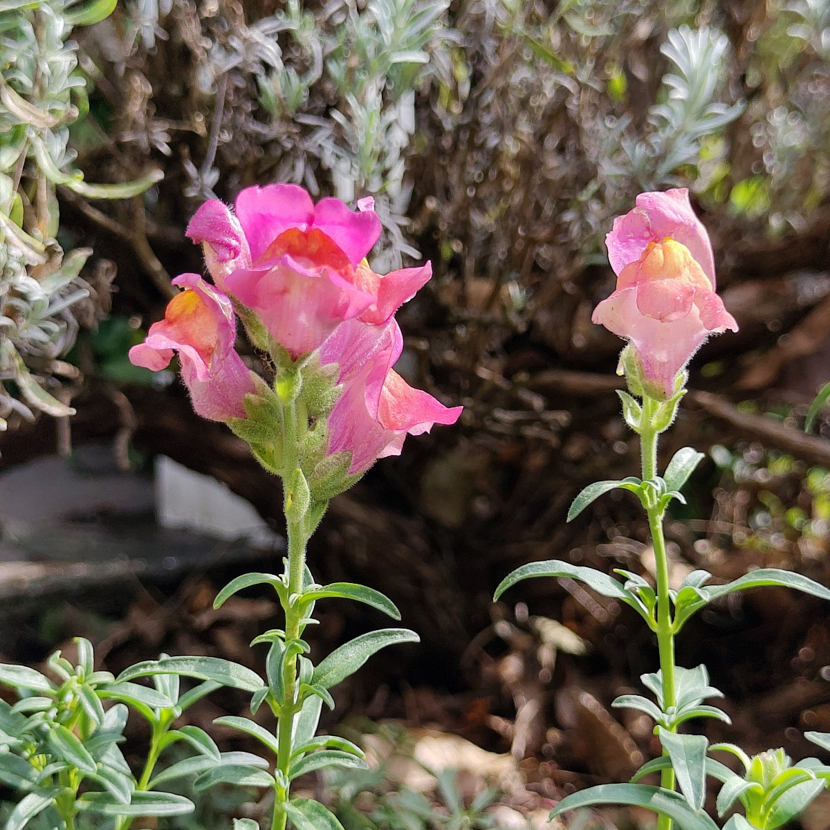 Und ein paar Blumenfotos 😀