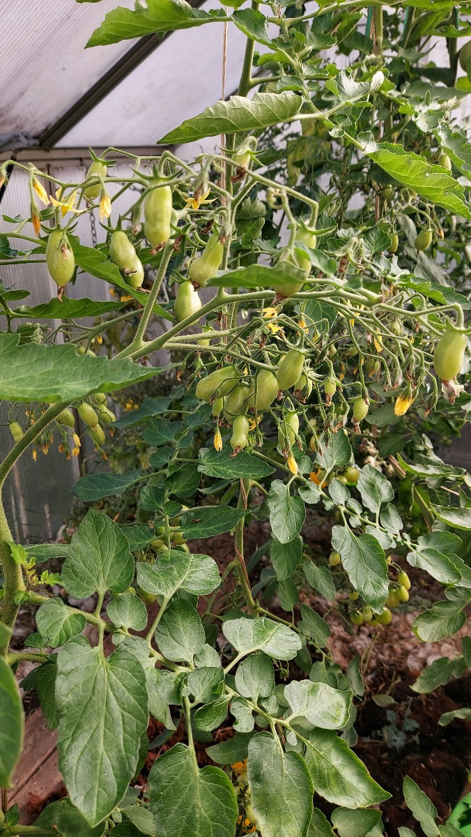 Meine lieben ich brauche eure Hilfe, diese Tomaten stehen alle noch im unbeheizten Gewächshaus, glaubt ihr ich bekomme …