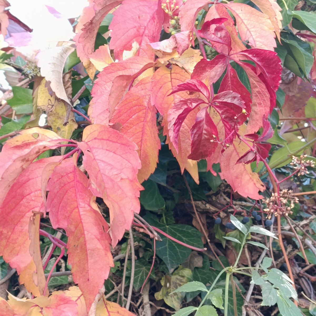 Indian Summer, ich liebe es....