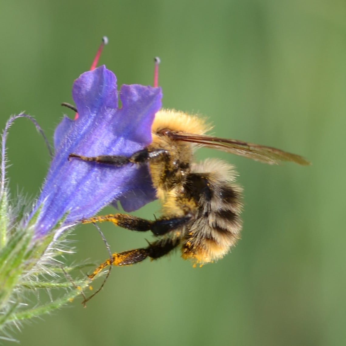 Ich werde schon ein bisschen wehmütig beim Fotografieren, weil sich die Insekten inzwischen doch ziemlich rar machen...…