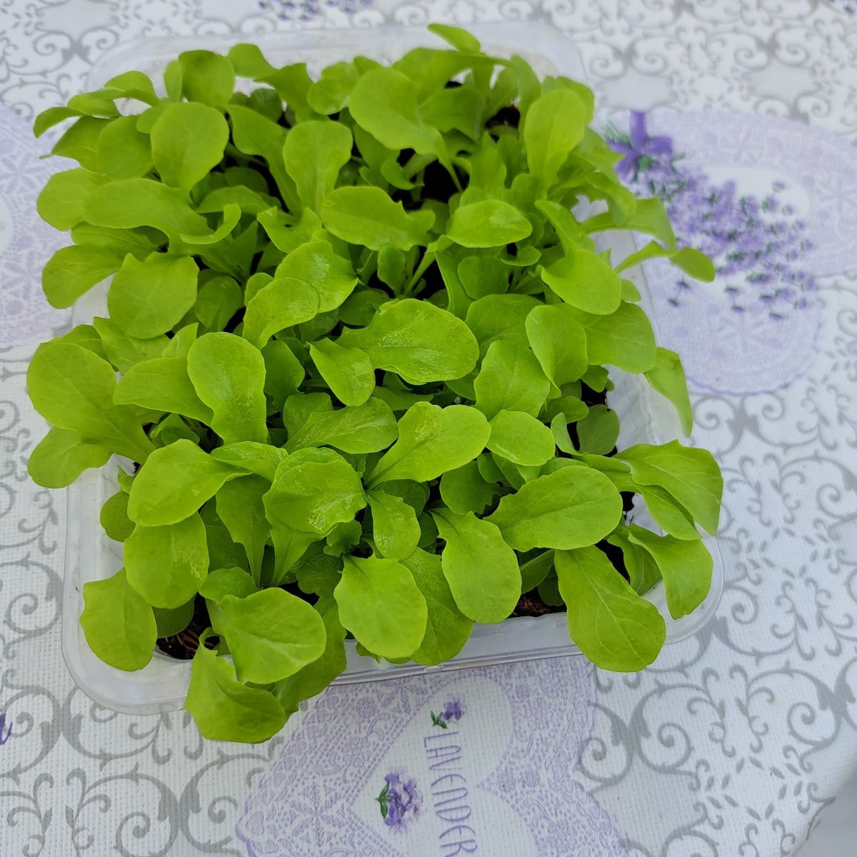 Hier ist ein Foto vom Winterpflücksalat. Schon im richtigen Abstand ausgesät 🫣😉