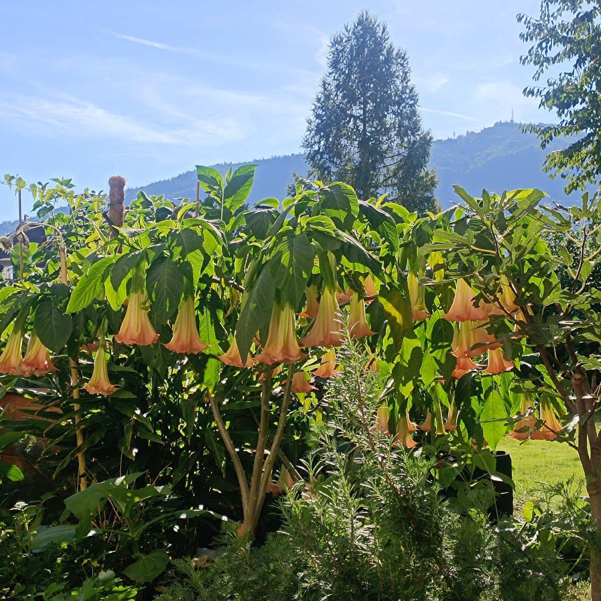 Der goldene Herbst duftet 🔆