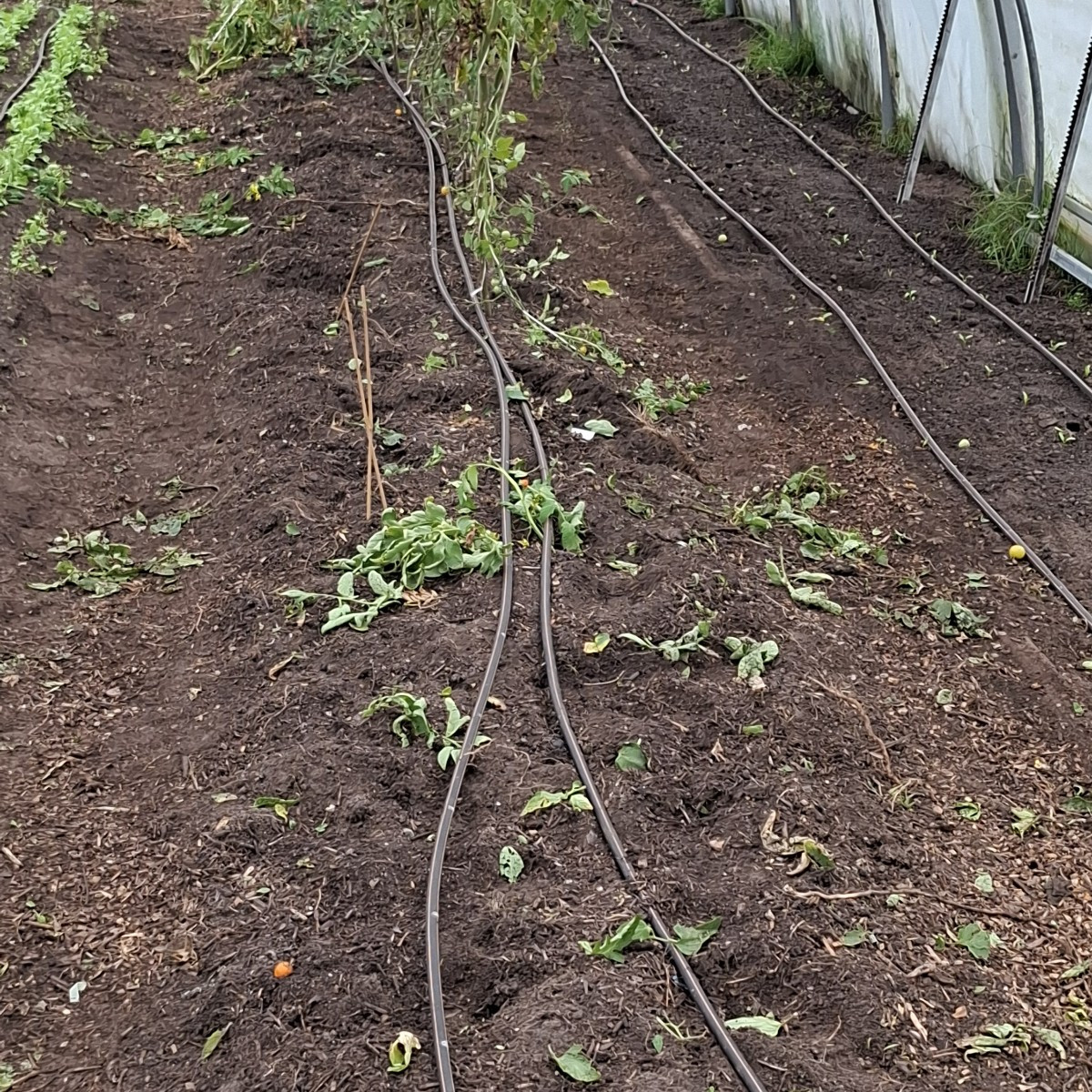 Heute wurde in Folientunnel 3 die letzten Tomaten geerntet, die unreifen und überreifen entsorgt in die schwarze Tonne …