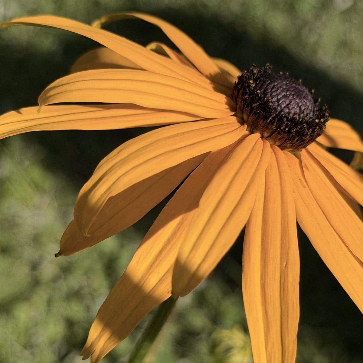 Der Sanddorn trägt dieses Jahr noch mehr als letztes Jahr.
Die Rudbekien oder Sonnenhüte haben sich selbst ausgesamt, h…