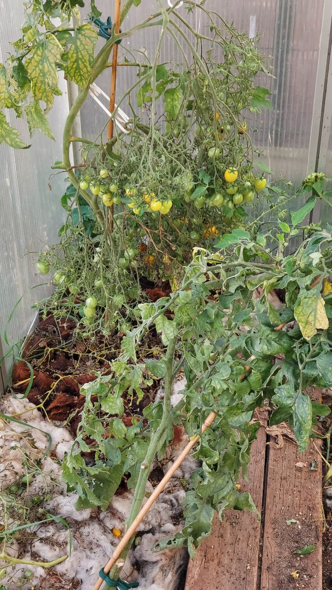 Meine lieben ich brauche eure Hilfe, diese Tomaten stehen alle noch im unbeheizten Gewächshaus, glaubt ihr ich bekomme …