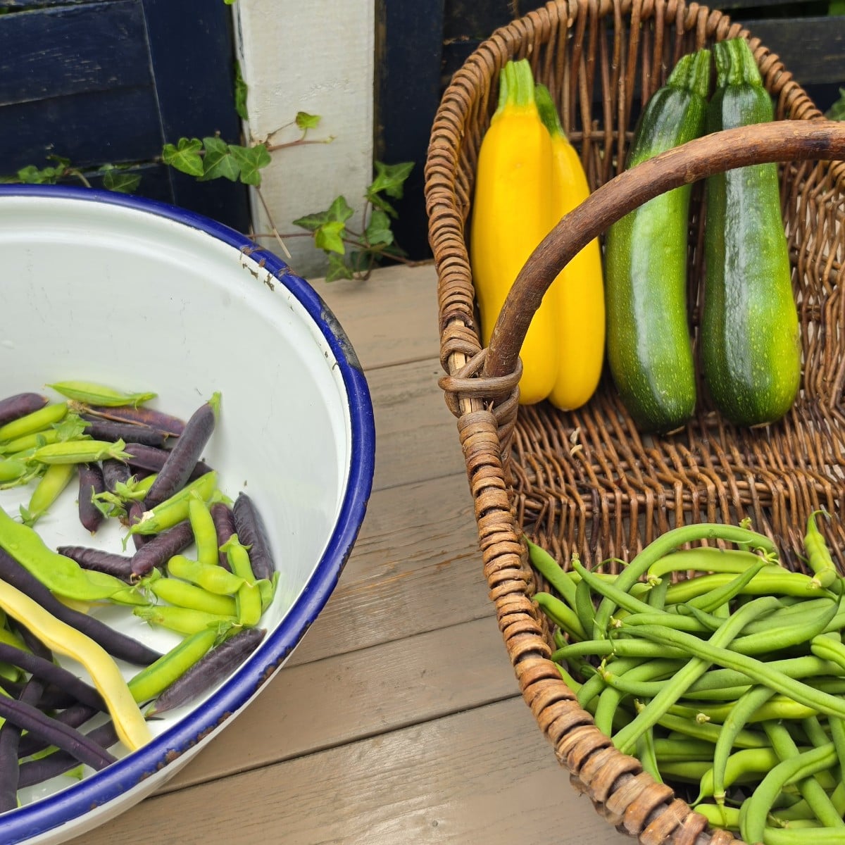 Hallo ihr Lieben, hier ist ein kleiner Gruß aus dem Schrebergarten. #schrebergarten #selbstversorger #gemüseanbau #somm…