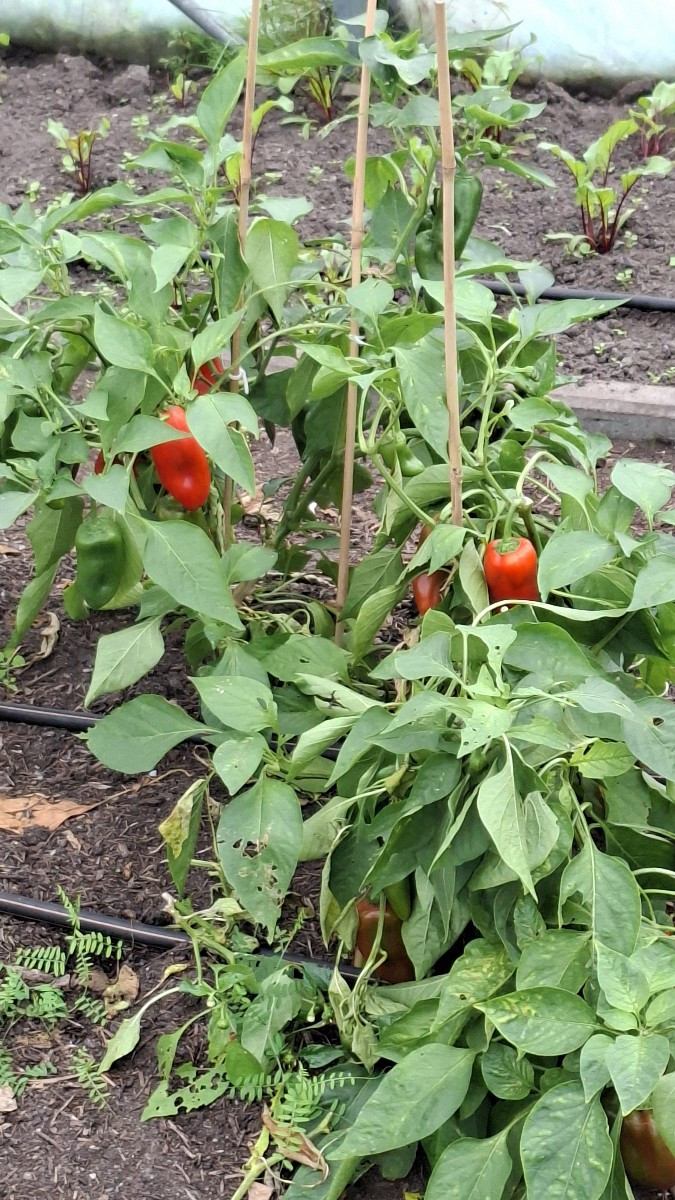 Der herbst kommt, aber an alle die noch gewächshäuser haben, ihr könnt weiter machen, salat und radieschen geht auch im…