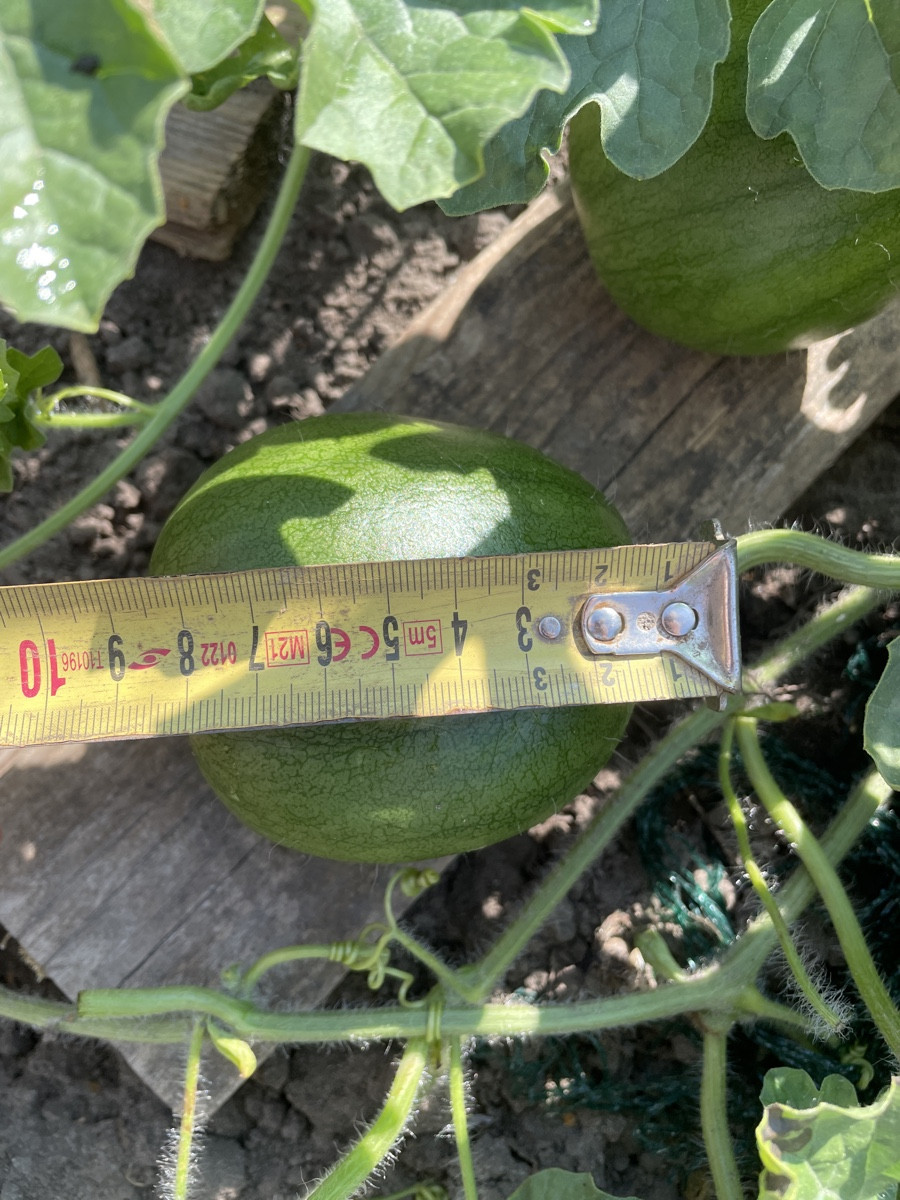 Melönchen 🍉 wächst (5 potentielle Wassermelonen); nur die Zuckermelone setzt keine Früchte an 😔