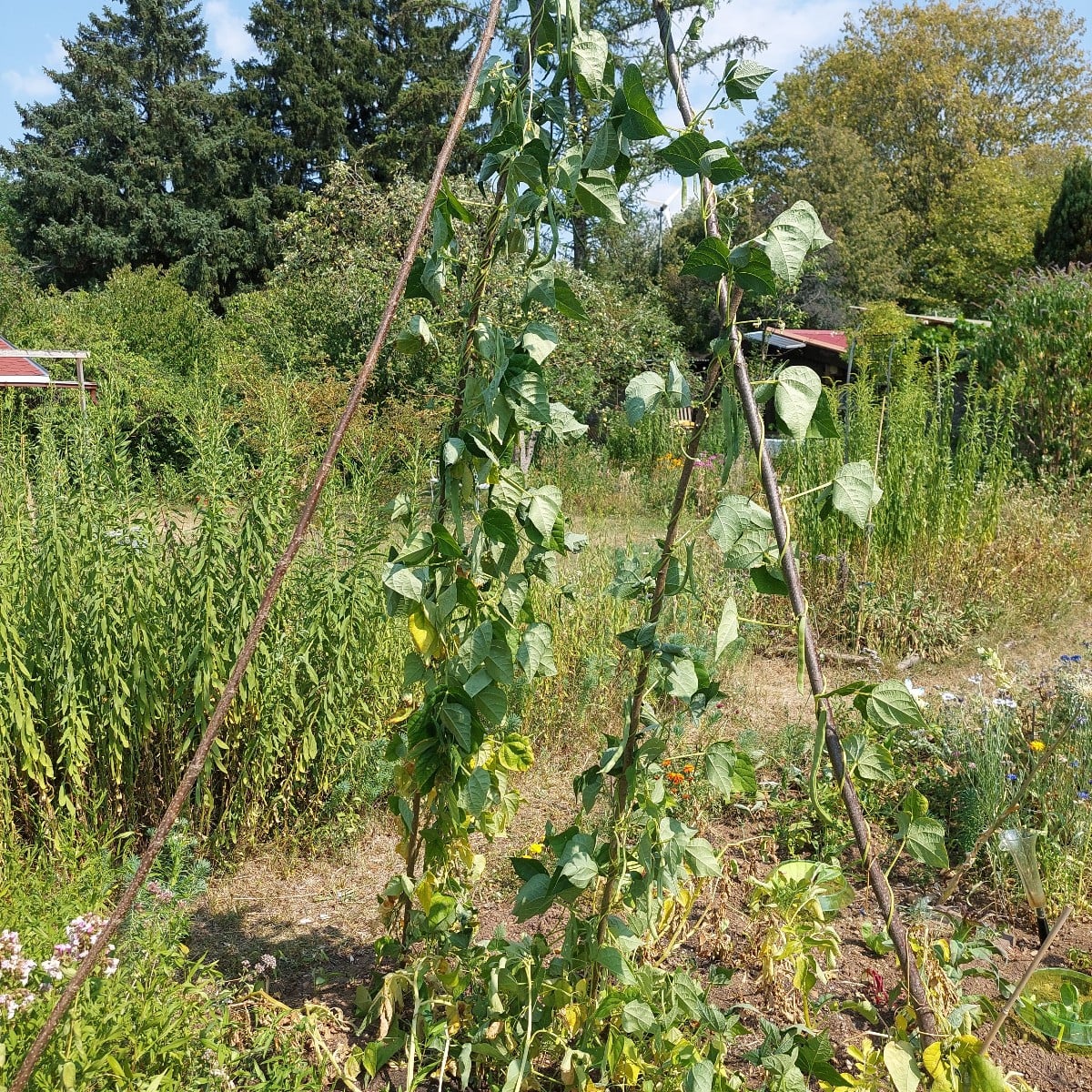 Ernte.
Und die erste farbige Paprika.
Ananas. Irgendwo ist auch Sgt. Peppers.
Wahrscheinlich Ratten klauen mir die reif…